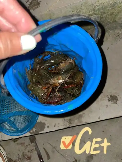 夜钓小龙虾