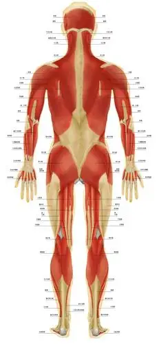 发一些肌肉方面的图片,方便大家做人体肌肉建模以及贴图绘制用!