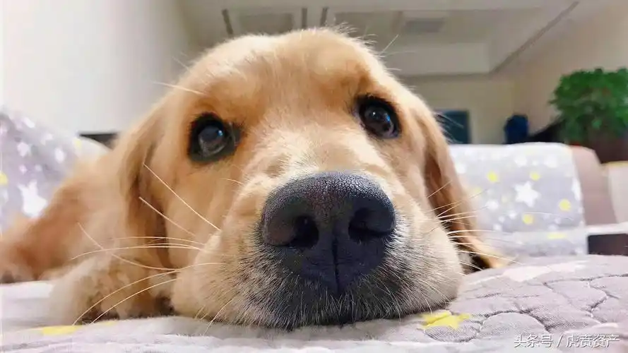 被人说还不如手机值钱 金毛一脸委屈