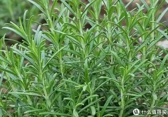 这 4 种植物,蚊子"深恶痛绝"!家里养 1 盆,夏日驱蚊无忧