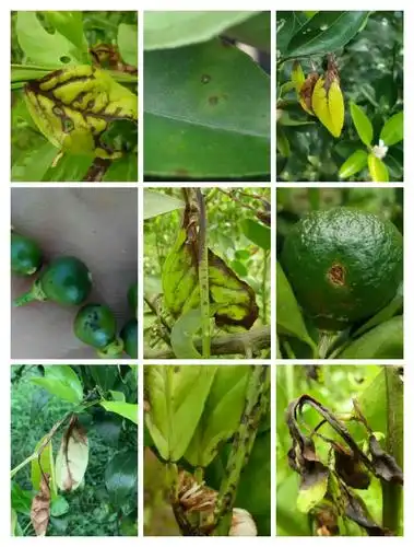 柑橘褐斑病防治