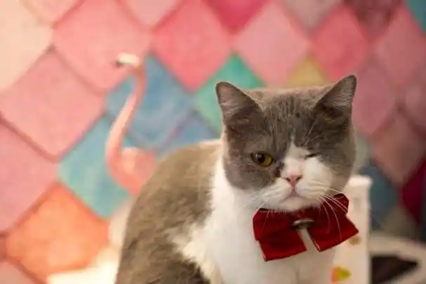 "哈喽大家好,我是你们的好朋友,宠物达人奇趣喵喵酱.