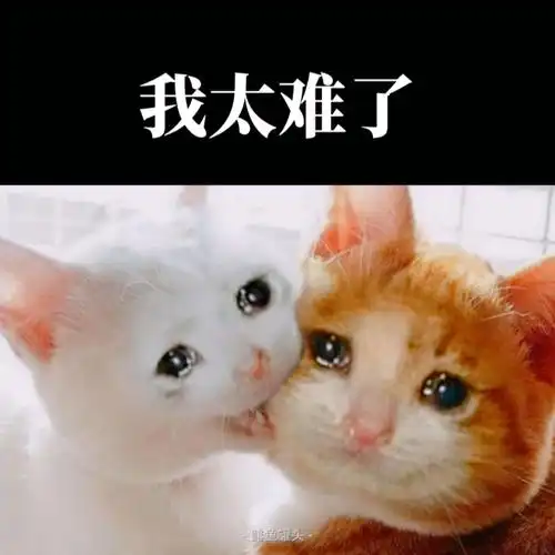 看这两只眼里含着泪的小猫咪,搭配上"我太难了",发到朋友圈是不是很能