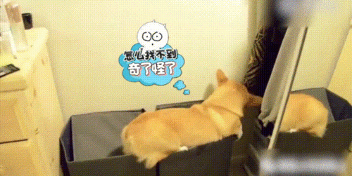 萌宠柯基盒子掉入蠢萌搞笑gif动图_动态图_表情包下载_soogif