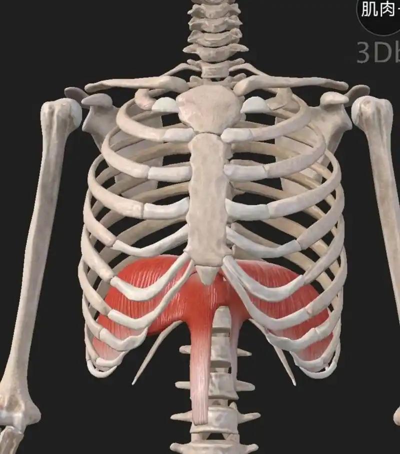 膈肌,值得一生都练习的肌肉.