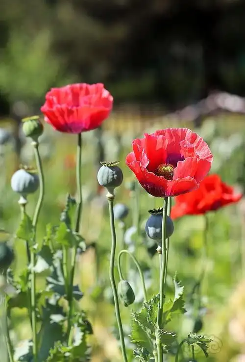 实拍罂粟花 - 泡泡水族