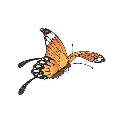 彩色国潮手绘蝴蝶国潮元素国潮插画png素材