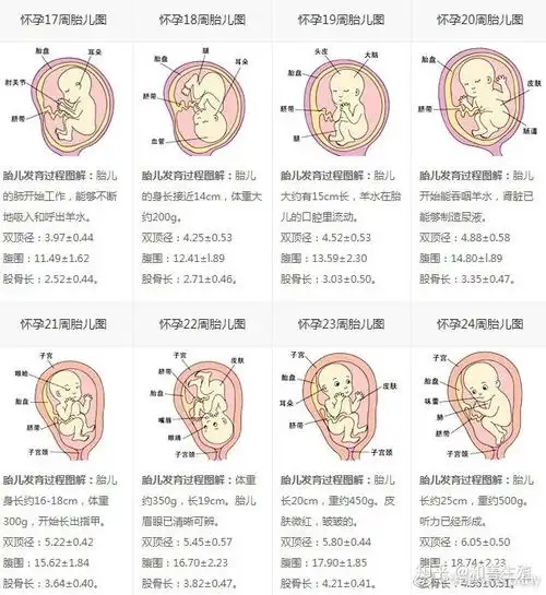 怀胎十月-每周胎儿发育过程图 - 知乎