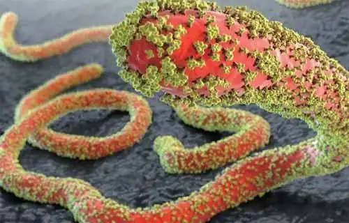 人类历史上十大病毒