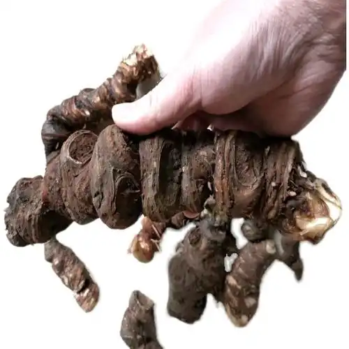 新鲜草河蚤休一枝花七叶野生独角中药材滇重楼正品其他药食同源食品