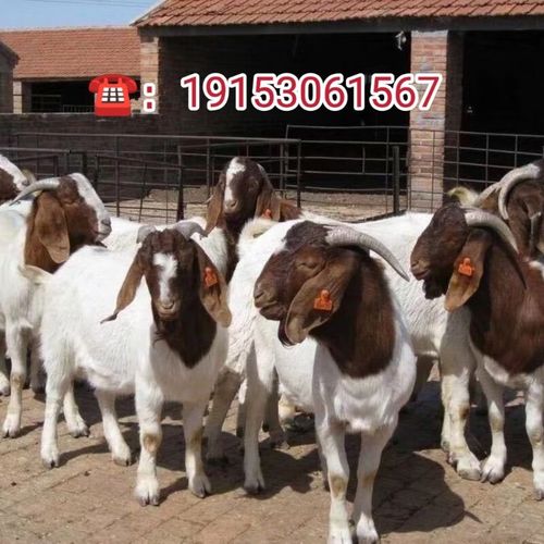 纯种波尔山羊小羊羔种羊波尔山羊小羊活苗怀孕母羊成年种公羊活羊