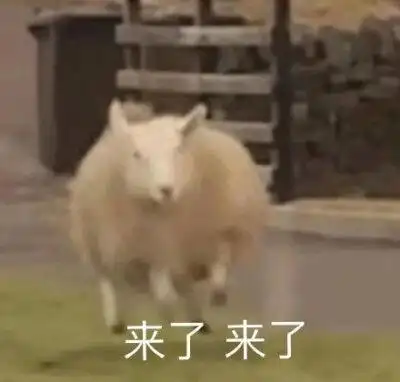 绵羊 表情包