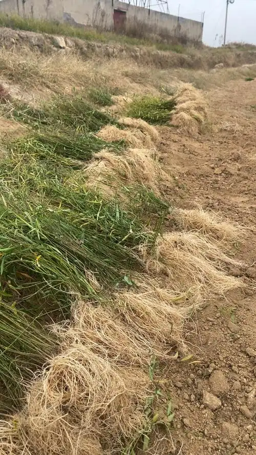 徐长卿全草,山东省泰安市新泰市汶南镇产地.