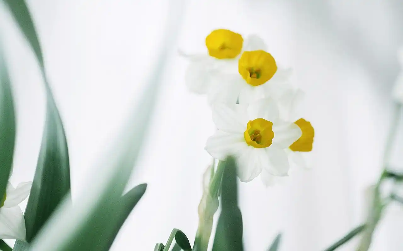 小清新绿色护眼植物图片桌面壁纸高清大图预览1920×1200_植物壁纸