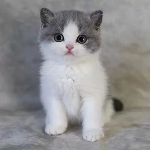 英国短毛猫蓝白可爱猫咪活体幼崽纯种血统英短宠物猫cfa认证猫舍