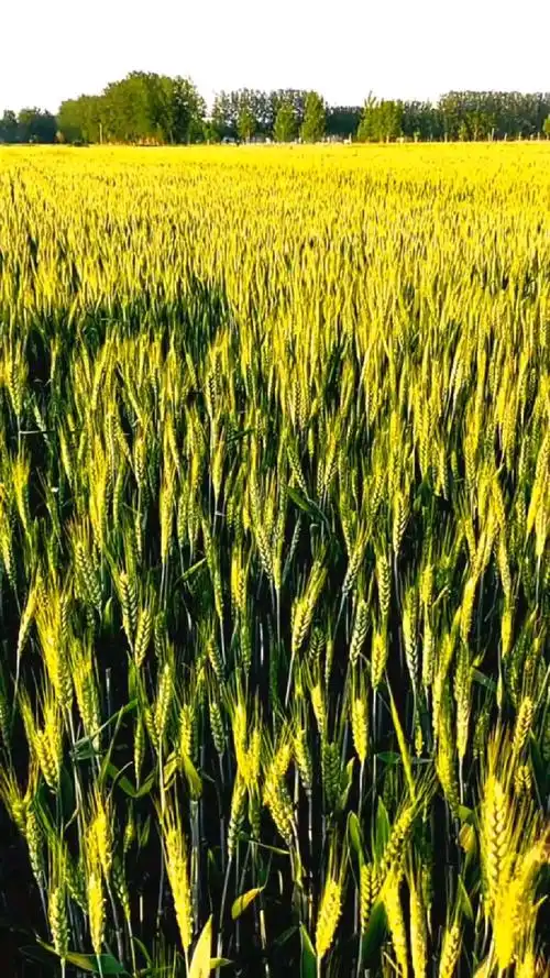 金灿灿的麦田