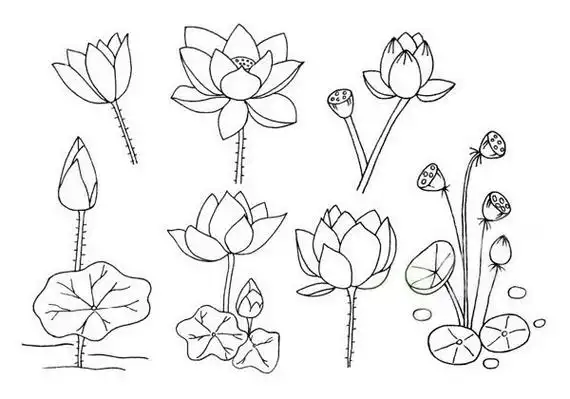 荷花简笔画步骤图解教程