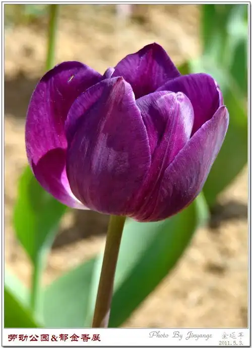 [原创摄影]---劳动公园里的郁金香-1(蓝紫色)