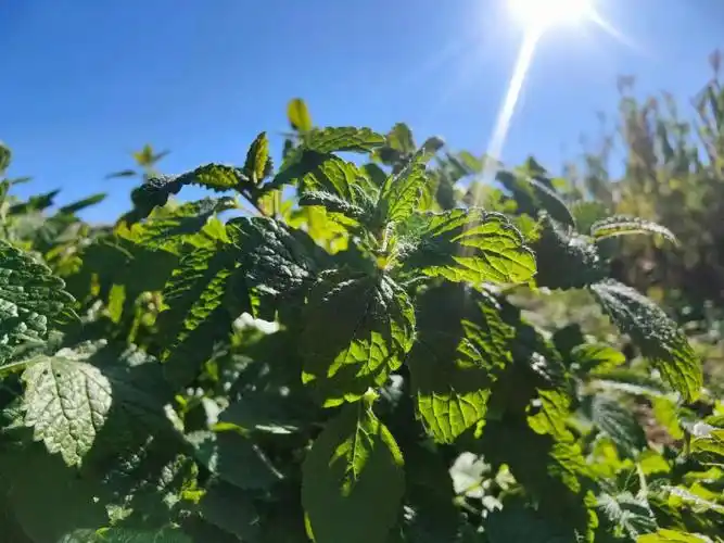 如何用香蜂草纯露自制面霜
