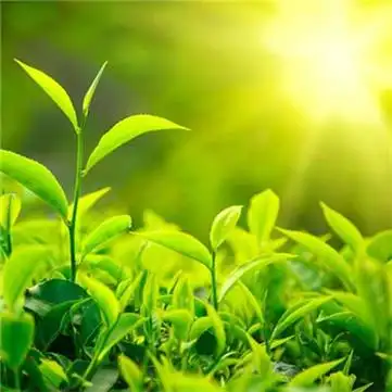 适合春天的头像图片高清适合春天微信头像合集