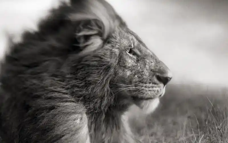 雄狮 大自然壁纸 大自然图片大全 大自然桌面壁纸大全 免费大自然高清