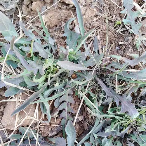 沂蒙山野生苦菜500g新鲜苦菜苦斋婆现挖野菜干煲汤苦斋菜一份包邮