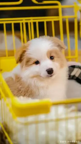 狗狗的食物过敏和营养成分不耐受,你真的能分清吗?