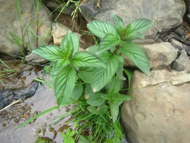 云南大山包保护区野薄荷野薄荷