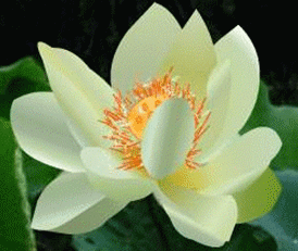 佛语禅心心如莲花开