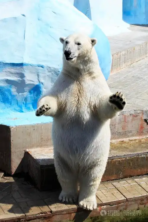 北极熊站在它的后腿