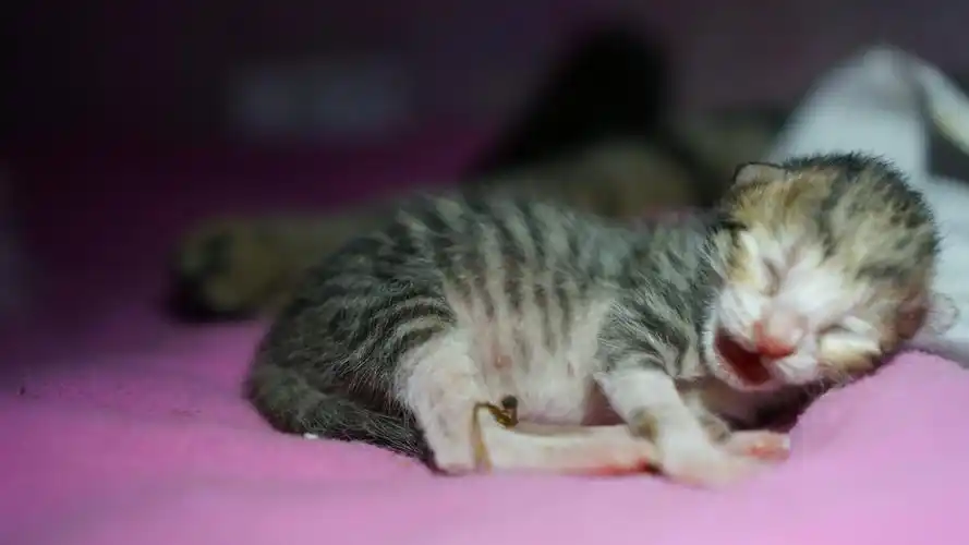 刚出生出来的小奶猫～萌坏了