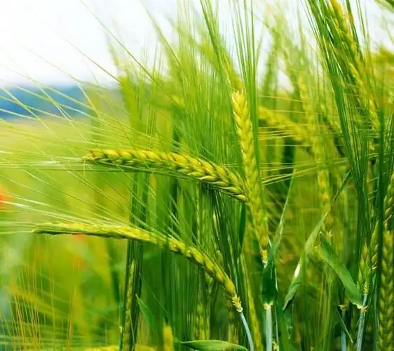 高清壁纸风景绿色麦田麦芒