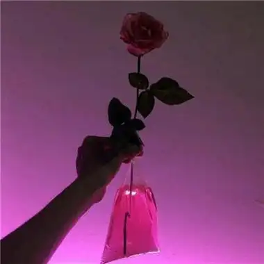 唯美好看2018玫瑰花头像图片大全 用微笑活出无人能比的高傲 - 微信