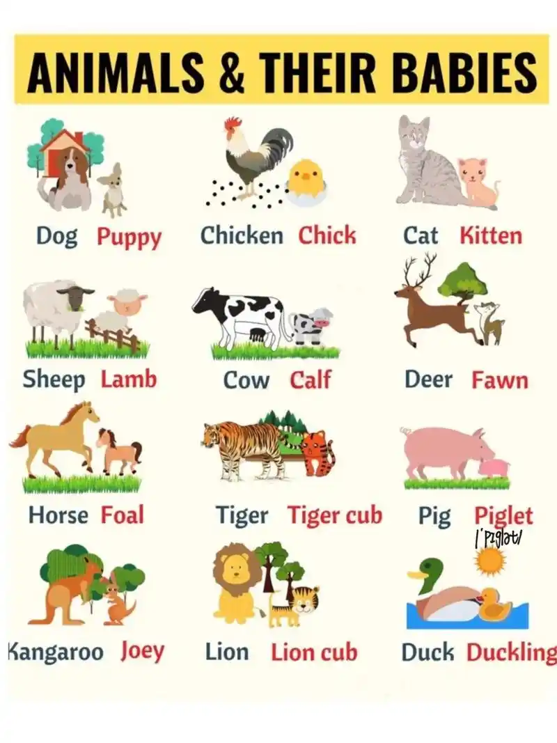 78动物单词分享|亲子英语|启蒙英语95.