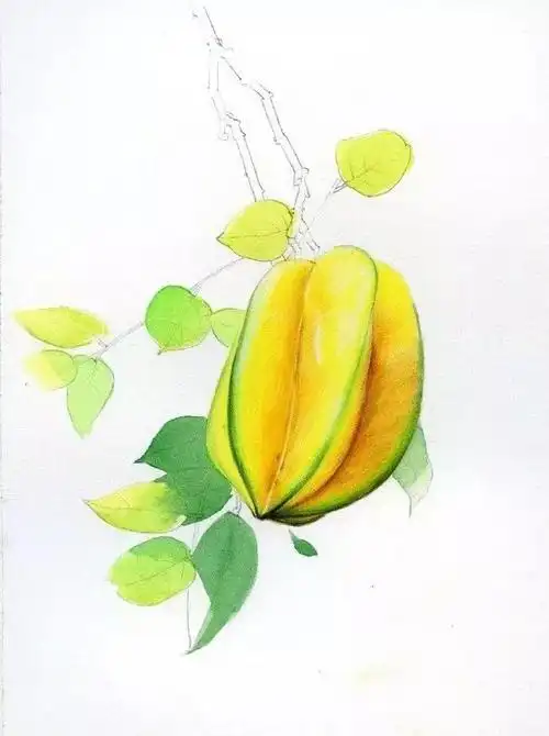 水彩教程:杨桃画法
