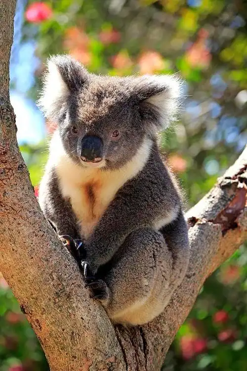 树袋熊(树袋熊),成体树上,高山上,南澳大利亚,澳大利亚,大洋洲—正版