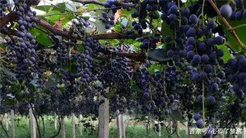 教给你种植乌梅的方法,让乌梅长得多多的!