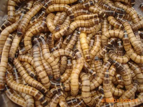 养殖想白手起家昆虫养殖项目是您的首选