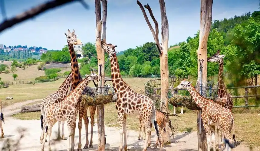我发现熊又向我走回来,这下死定了,我竟然挂了女朋友的电话啊!