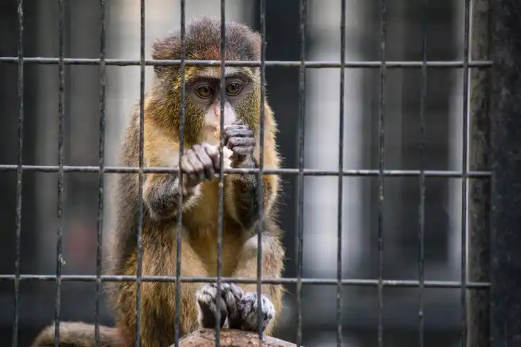 图片大全 动物图片 笼子里的猴子图片 > 笼子里的猴子图片 第9张