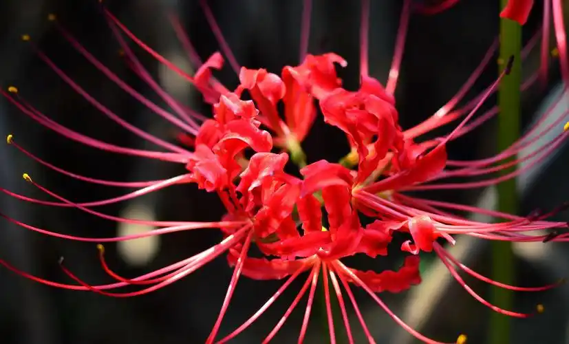 彼岸花又叫做曼珠沙华,是盛开在冥界忘川彼岸的一种艳花.
