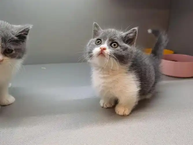 美短蓝白乳白都有价钱美丽还有100天大包冲