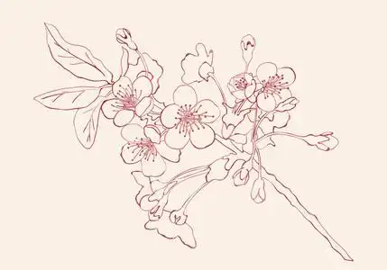 樱素描.樱花手绘素描 imitati照片