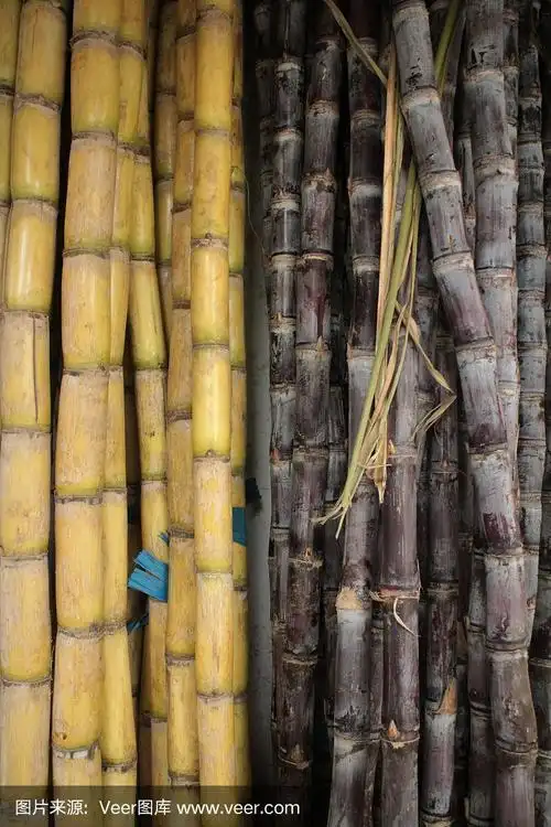 甘蔗特写