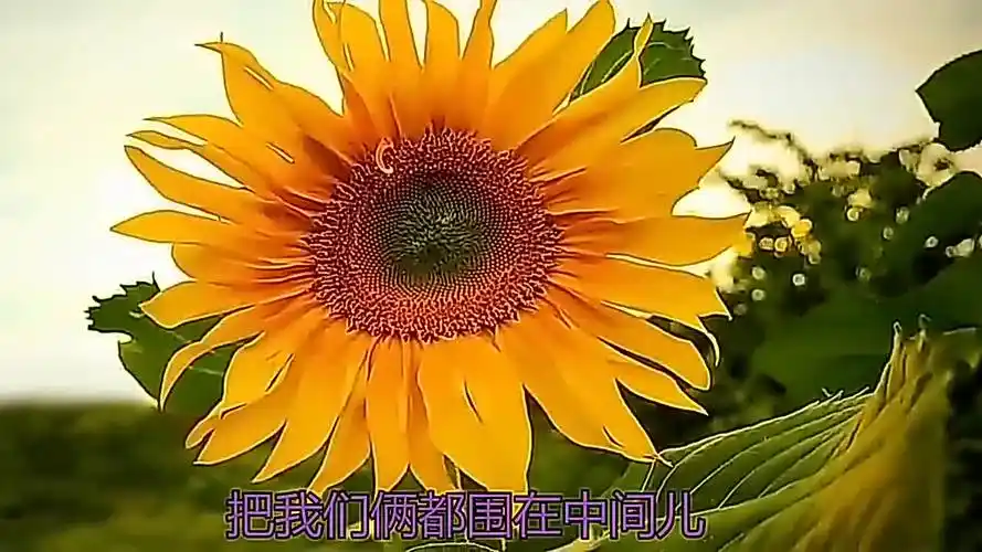 一首《老婆最大》曲调欢快,唱出了心声,歌词句句贴心话