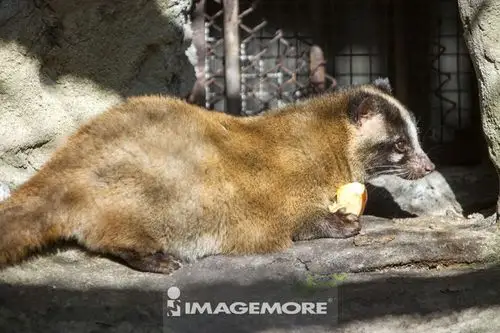 白鼻心,保育类动物,台湾,亚洲