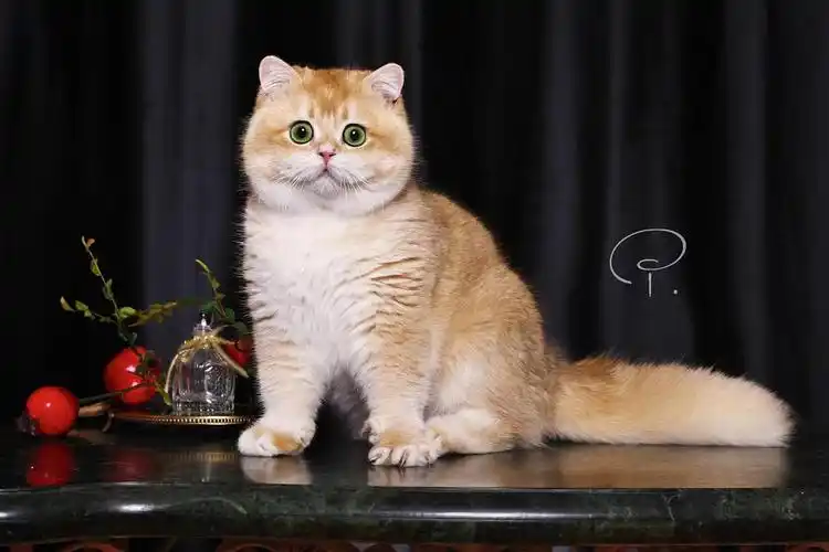 金渐层ny12色肥嘟嘟弟弟