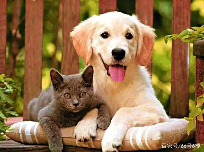 喵星人大战汪星人?猫猫狗狗也可以是很好的朋友