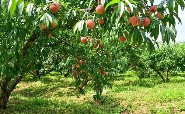 「亲子采摘」|6月20日(周日):蟠桃园摘桃吃特色农家,中华郡亲子游玩