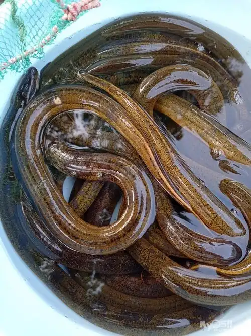 野生长鱼 - 闲置转让 - 梦溪论坛 镇江,时事,招聘